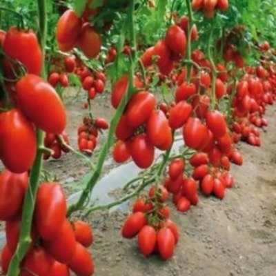 Kisan center Tomato - Jumbo F1