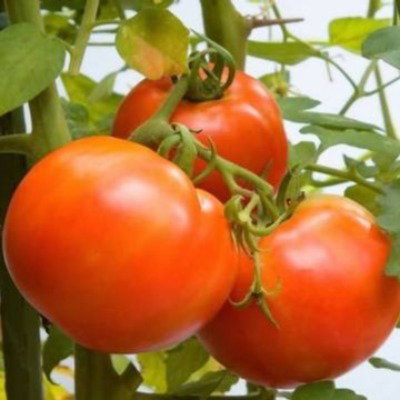 Kisan center Tomato - Orion F1