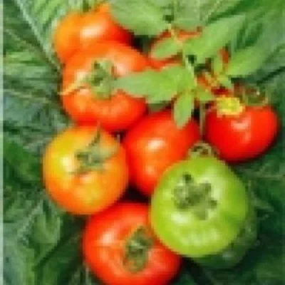 Tomato - Dragon F1