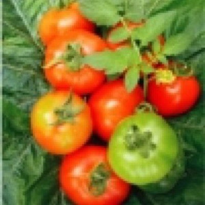 Kisan center Tomato - Dragon F1