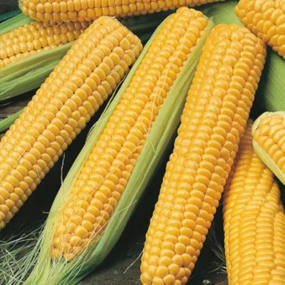 Sweet Corn - Sweet 80