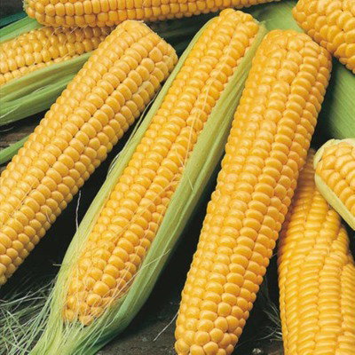 Kisan center Sweet Corn - Sweet 80