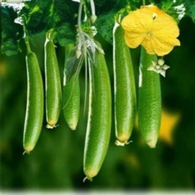 Kisan center Sponge Gourd - Harita F1