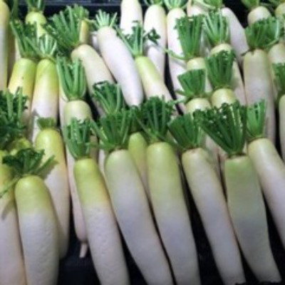 Kisan center Radish - Priti F1
