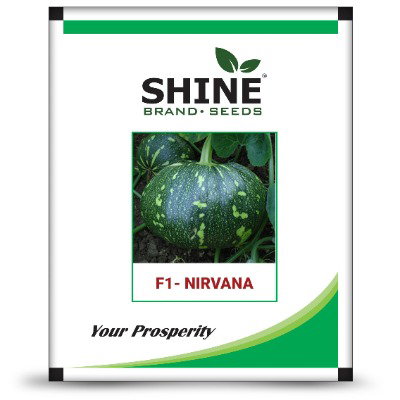 Kisan center Pumpkin - Nirvana F1
