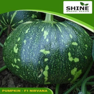 Kisan center Pumpkin - Nirvana F1