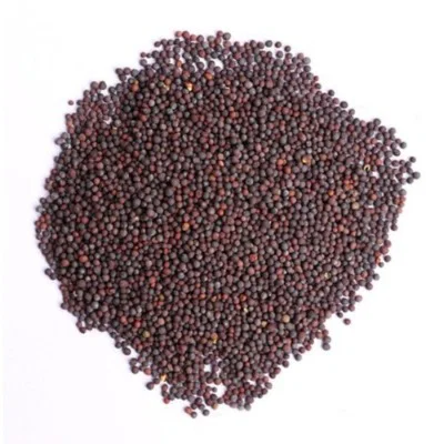 Mustard - Surabhi Black