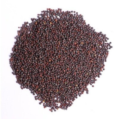 Kisan center Mustard - Surabhi Black