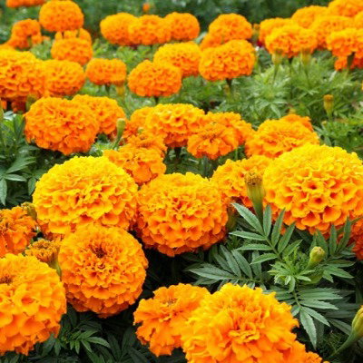 Kisan center Marigold - Bolt Orange F1