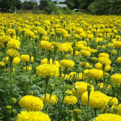 Kisan center Marigold - Brezza Yellow F1