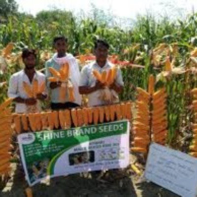Kisan center Maize - Rise 303