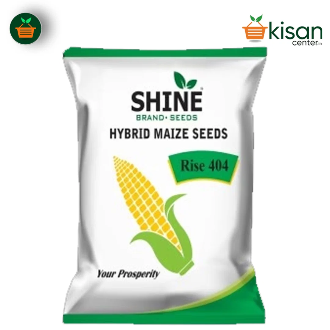 Maize - Rise 404