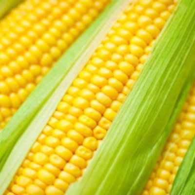 Kisan center Maize - Rise 404