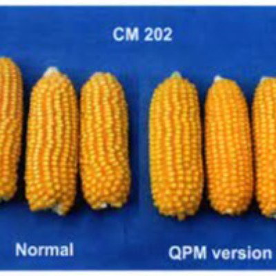 Kisan center Maize - Rise 202