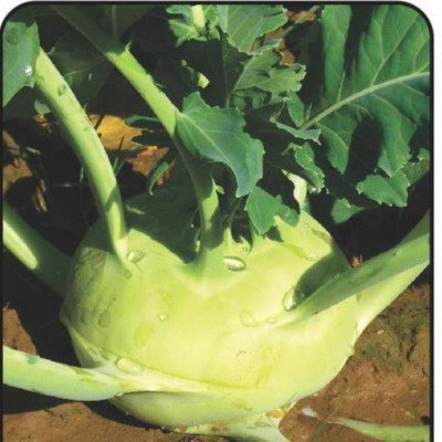 Kisan center Khol Rabi - Champion F1