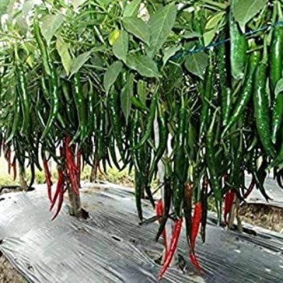 Kisan center Chilli - Shine 820 F1