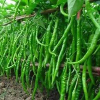 Kisan center Chilli - Shine 610 F1