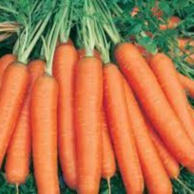 Kisan center Carrot - Early Nantes